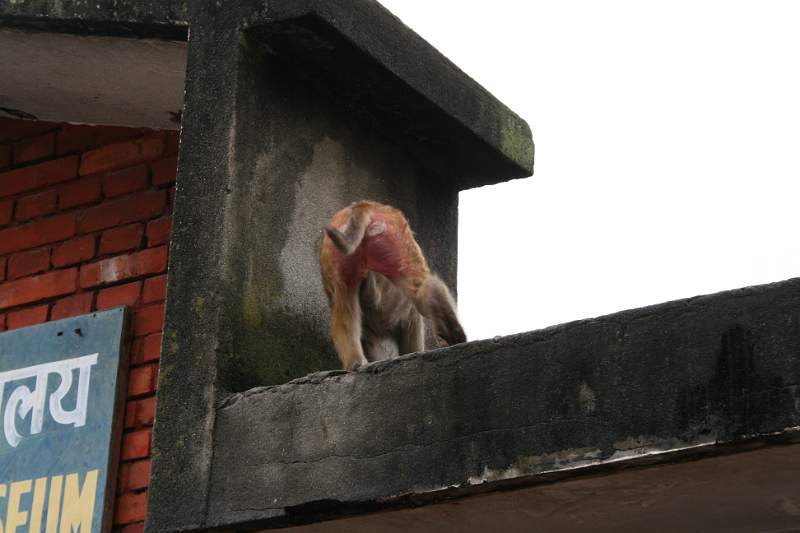 India & Nepal 2011 - 0382